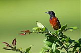 Orchard Oriole